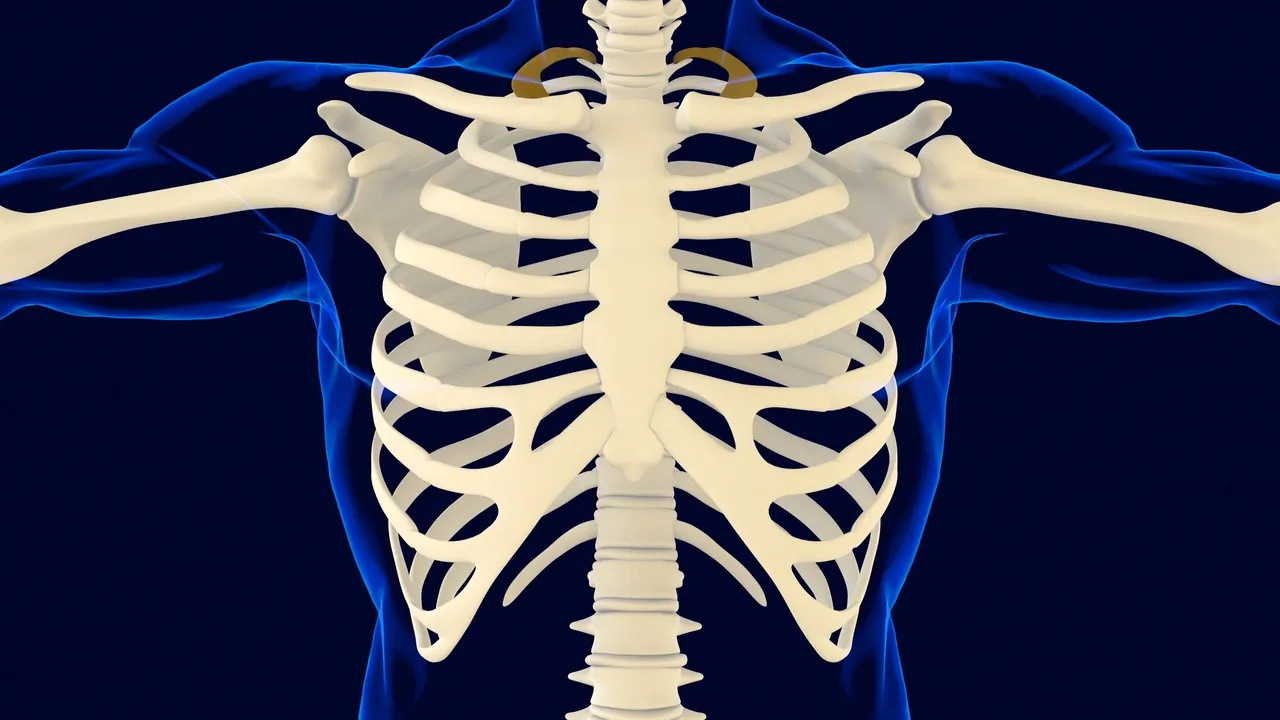 the skeleton of a man with a rib cage.